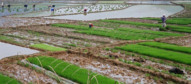 repicage viet web